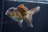 Thai Oranda  Bronze 5.5 Inch (ID#927To2b-82) Free2Day SHIPPING