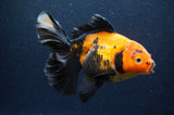 Thai Oranda  Red Black 6 Inch (ID#415T6c-119)