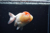 Lionhead  Red White 5 Inch (ID#307L9a-110) Free2Day SHIPPING