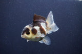 Short Body Thai Oranda  Panda 3.5 Inch (ID#1022To14b-79) Free2Day SHIPPING