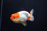 Juvenile Lionchu  Red White 3.5 Inch (ID#1115R11a-25) Free2Day SHIPPING