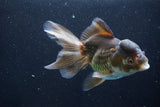 Thai Oranda  Bronze 5.5 Inch (ID#927To2b-82) Free2Day SHIPPING