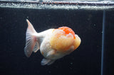 Lionhead  Red White 5 Inch (ID#307L9a-110) Free2Day SHIPPING