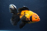 Thai Oranda  Red Black 6 Inch (ID#415T6c-119)