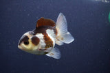 Short Body Thai Oranda  Panda 3.5 Inch (ID#1022To14b-79) Free2Day SHIPPING