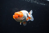 Juvenile Lionchu  Red White 3.5 Inch (ID#1115R11a-25) Free2Day SHIPPING