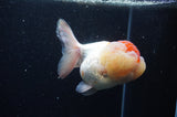 Lionhead  Red White 5 Inch (ID#307L9a-110) Free2Day SHIPPING
