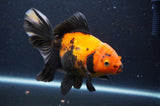 Thai Oranda  Red Black 6 Inch (ID#415T6c-119)