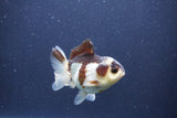 Short Body Thai Oranda  Panda 3.5 Inch (ID#1022To14b-79) Free2Day SHIPPING