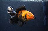 Thai Oranda  Red Black 6 Inch (ID#415T6c-119)