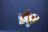 Short Body Thai Oranda  Panda 3.5 Inch (ID#1022To14b-79) Free2Day SHIPPING