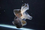 Thai Oranda  Panda 5 Inch (ID#927To2b-83) Free2Day SHIPPING