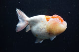 Lionhead  Red White 5 Inch (ID#307L9a-110) Free2Day SHIPPING