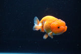 Juvenile Lionchu  Red White 3.5 Inch (ID#1115R11a-26) Free2Day SHIPPING