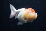 Lionhead  Red White 5 Inch (ID#307L9a-110) Free2Day SHIPPING
