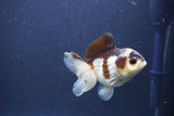 Short Body Thai Oranda  Panda 3.5 Inch (ID#1022To14b-79) Free2Day SHIPPING