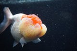 Lionhead  Red White 5 Inch (ID#307L9a-110) Free2Day SHIPPING