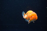 Juvenile Lionchu  Red White 3.5 Inch (ID#1115R11a-26) Free2Day SHIPPING