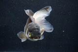 Thai Oranda  Panda 5 Inch (ID#927To2b-83) Free2Day SHIPPING