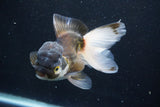 Thai Oranda  Panda 5 Inch (ID#927To2b-83) Free2Day SHIPPING