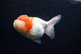 Lionhead  Red White 5 Inch (ID#307L9a-110) Free2Day SHIPPING
