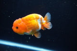 Juvenile Lionchu  Red White 3.5 Inch (ID#1115R11a-26) Free2Day SHIPPING