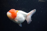 Lionhead  Red White 5 Inch (ID#307L9a-110) Free2Day SHIPPING