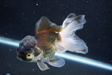 Thai Oranda  Panda 5 Inch (ID#927To2b-83) Free2Day SHIPPING