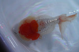 Lionhead  Red White 5 Inch (ID#307L9a-110) Free2Day SHIPPING