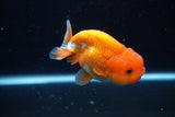 Juvenile Lionchu  Red White 3.5 Inch (ID#1115R11a-26) Free2Day SHIPPING