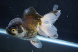 Thai Oranda  Panda 5 Inch (ID#927To2b-83) Free2Day SHIPPING