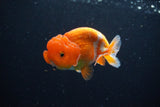 Juvenile Lionchu  Red White 3.5 Inch (ID#1115R11a-26) Free2Day SHIPPING