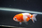 Baby Ranchu  Sakura 3 Inch (ID#0107R9c-30) Free2Day SHIPPING