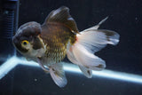 Thai Oranda  Panda 5 Inch (ID#927To2b-83) Free2Day SHIPPING