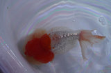 Lionhead  Red White 5 Inch (ID#307L9a-110) Free2Day SHIPPING