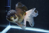 Thai Oranda  Panda 5 Inch (ID#927To2b-83) Free2Day SHIPPING