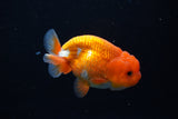 Juvenile Lionchu  Red White 3.5 Inch (ID#1115R11a-26) Free2Day SHIPPING