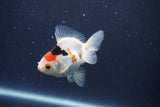 Baby Thai Oranda  Tricolor 3 Inch (ID#1018ToPTA-39) Free2Day SHIPPING