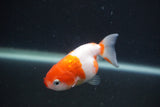 Baby Ranchu  Sakura 3 Inch (ID#0107R9c-30) Free2Day SHIPPING