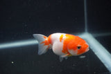 Baby Ranchu  Sakura 3 Inch (ID#0107R9c-30) Free2Day SHIPPING