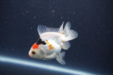 Baby Thai Oranda  Tricolor 3 Inch (ID#1018ToPTA-39) Free2Day SHIPPING