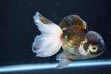 Thai Oranda  Panda 5 Inch (ID#927To2b-83) Free2Day SHIPPING