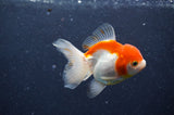 Juvenile Thai Oranda  Red White 3 Inch (ID#411T13b-52) Free2Day SHIPPING
