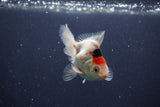 Baby Thai Oranda  Tricolor 3 Inch (ID#1018ToPTA-39) Free2Day SHIPPING