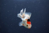 Baby Thai Oranda  Tricolor 3 Inch (ID#1018ToPTA-39) Free2Day SHIPPING