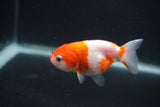 Baby Ranchu  Sakura 3 Inch (ID#0107R9c-30) Free2Day SHIPPING