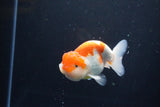 Juvenile Lionchu  Red White 4 Inch (ID#1115R11a-27) Free2Day SHIPPING