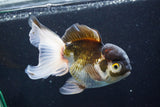 Thai Oranda  Panda 5 Inch (ID#927To2b-83) Free2Day SHIPPING