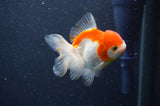 Juvenile Thai Oranda  Red White 3 Inch (ID#411T13b-52) Free2Day SHIPPING