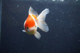 Juvenile Thai Oranda  Red White 3 Inch (ID#411T13b-52) Free2Day SHIPPING